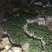 脱毒原原种济薯25红薯苗