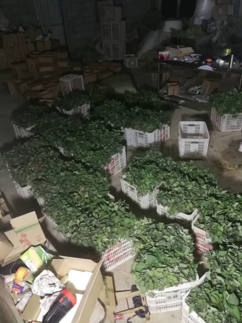 脱毒原原种济薯25红薯苗