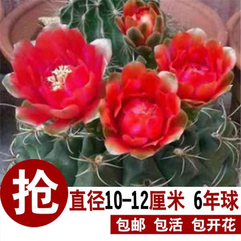 特大绯花玉会开花的仙人球室内办公室桌面盆栽净化空气防辐射