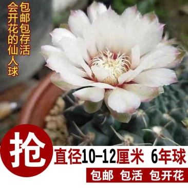 特大绯花玉会开花的仙人球室内办公室桌面盆栽净化空气防辐射