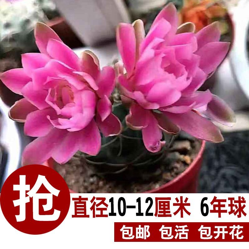 特大绯花玉会开花的仙人球室内办公室桌面盆栽净化空气防辐射