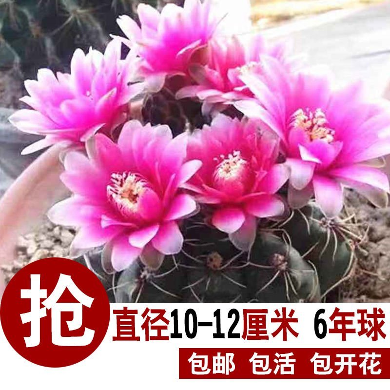 特大绯花玉会开花的仙人球室内办公室桌面盆栽净化空气防辐射