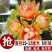 特大绯花玉会开花的仙人球室内办公室桌面盆栽净化空气防辐射