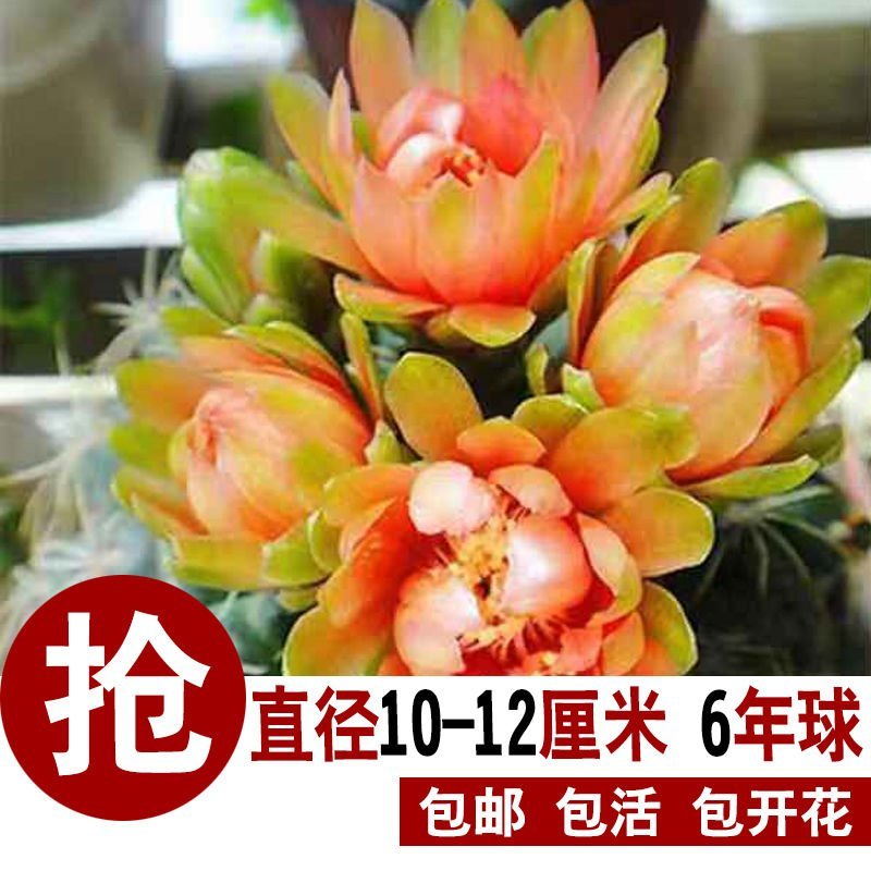 特大绯花玉会开花的仙人球室内办公室桌面盆栽净化空气防辐射