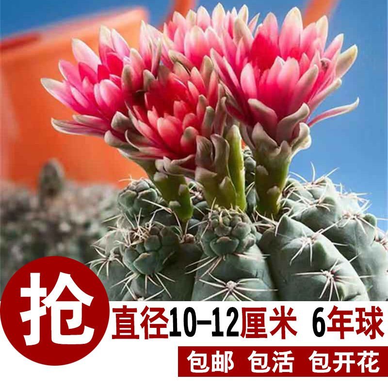特大绯花玉会开花的仙人球室内办公室桌面盆栽净化空气防辐射