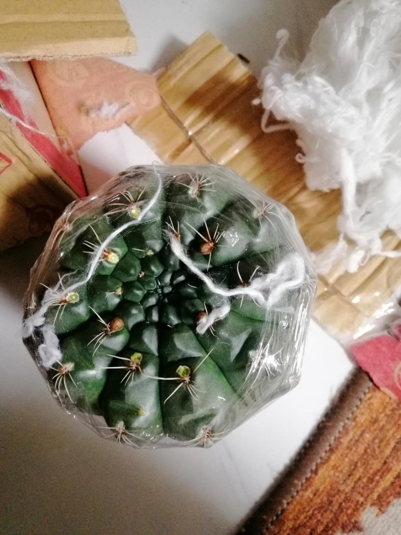 特大绯花玉会开花的仙人球室内办公室桌面盆栽净化空气防辐射