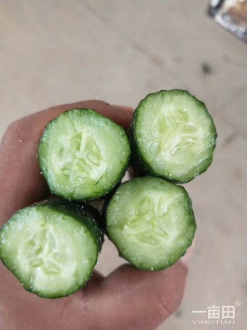 河南高兴果蔬代办中心，嫁接黑条油亮型密刺黄瓜，干花带刺
