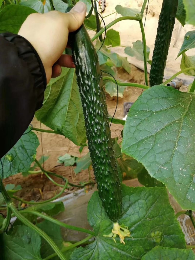 河南高兴果蔬代办中心，嫁接黑条油亮型密刺黄瓜，干花带刺