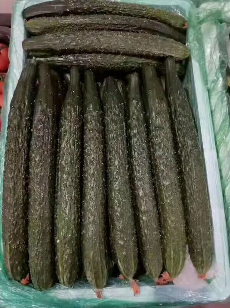 河南高兴果蔬代办中心，嫁接黑条油亮型密刺黄瓜，干花带刺