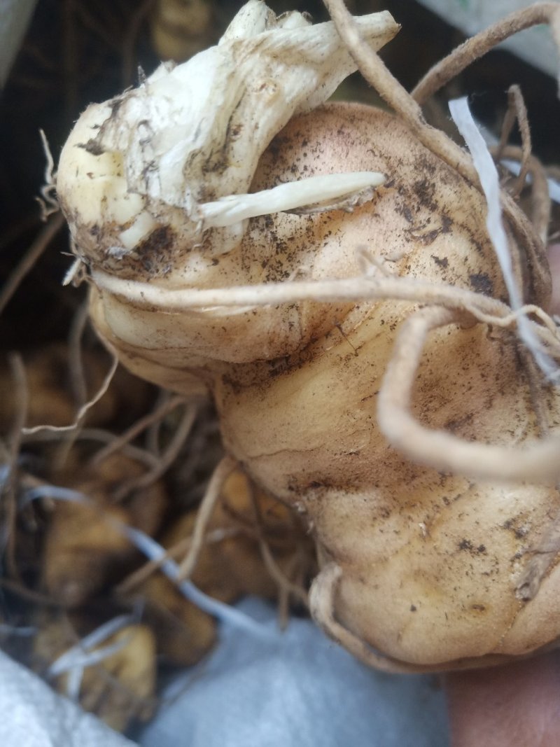 黄精姜型鸡头甜黄精种茎