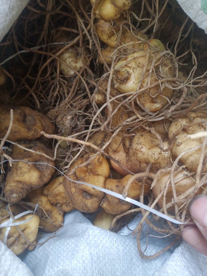 黄精姜型鸡头甜黄精种茎