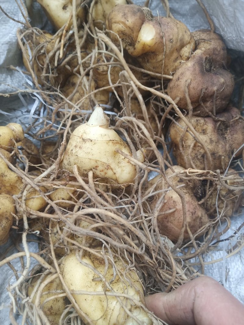 黄精姜型鸡头甜黄精种茎