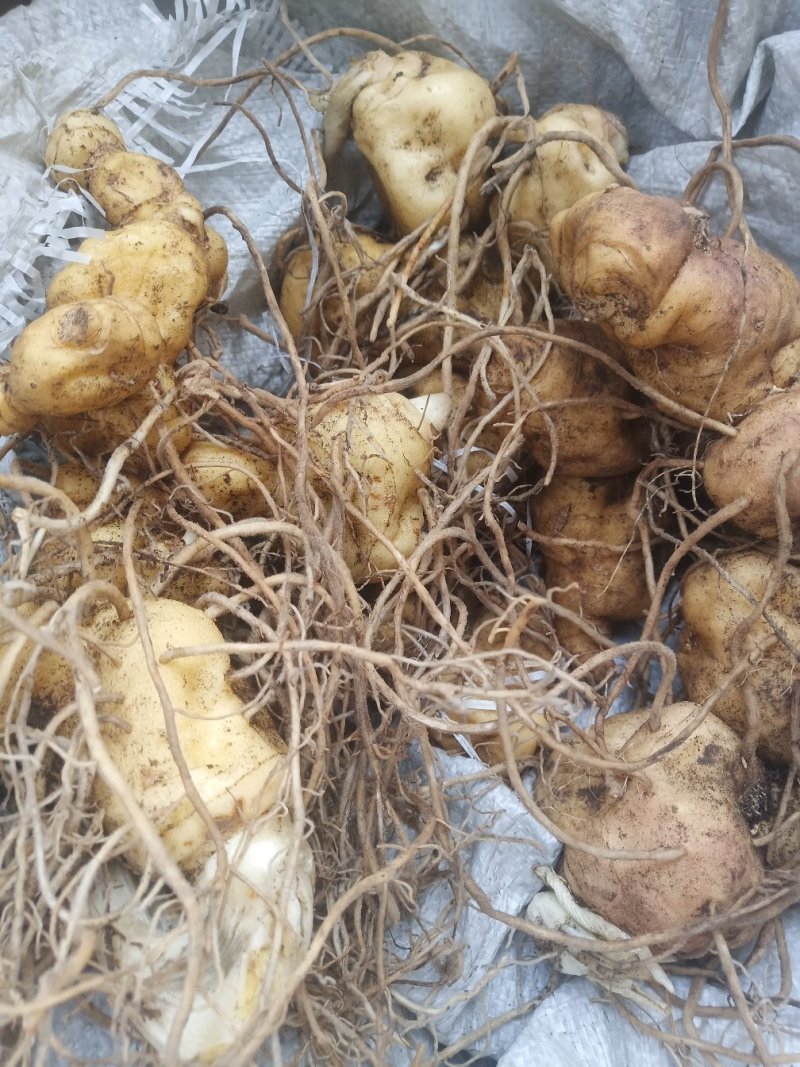 黄精姜型鸡头甜黄精种茎