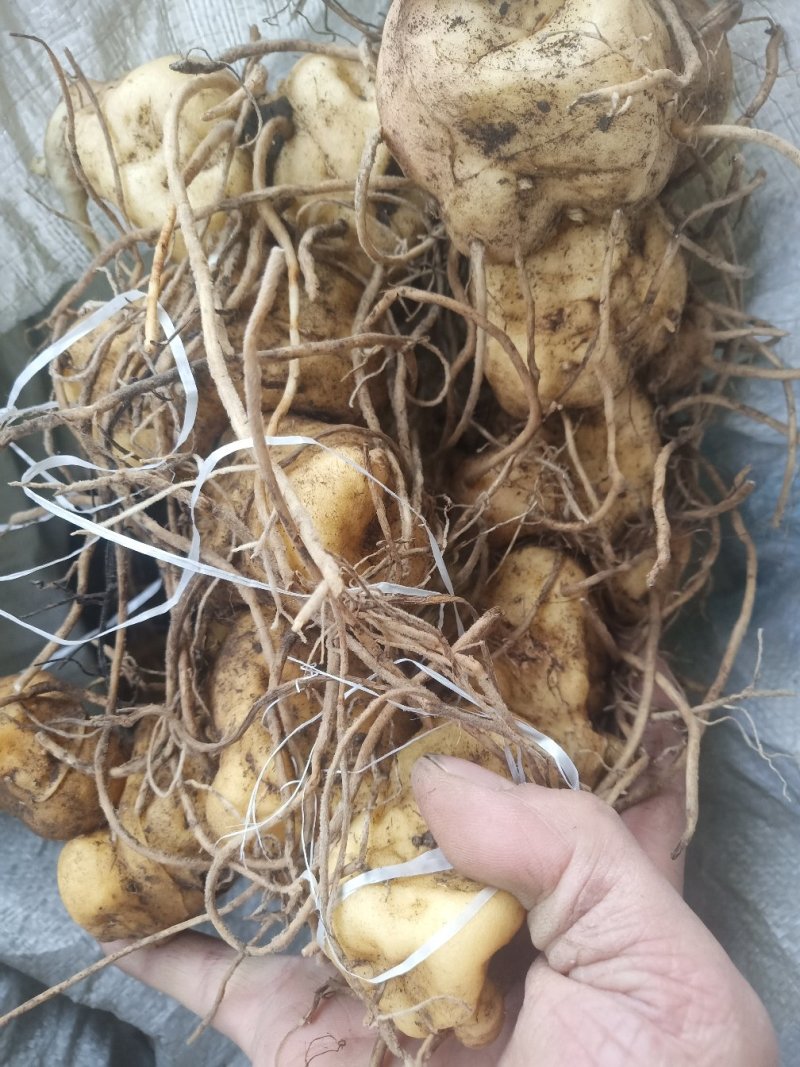 黄精姜型鸡头甜黄精种茎