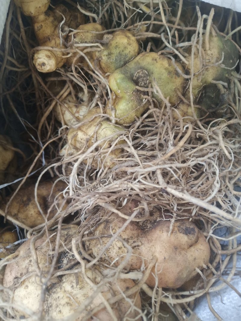 黄精姜型鸡头甜黄精种茎