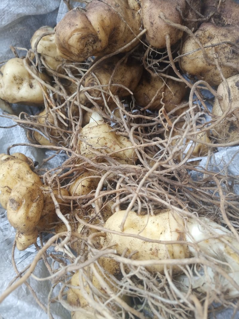 黄精姜型鸡头甜黄精种茎
