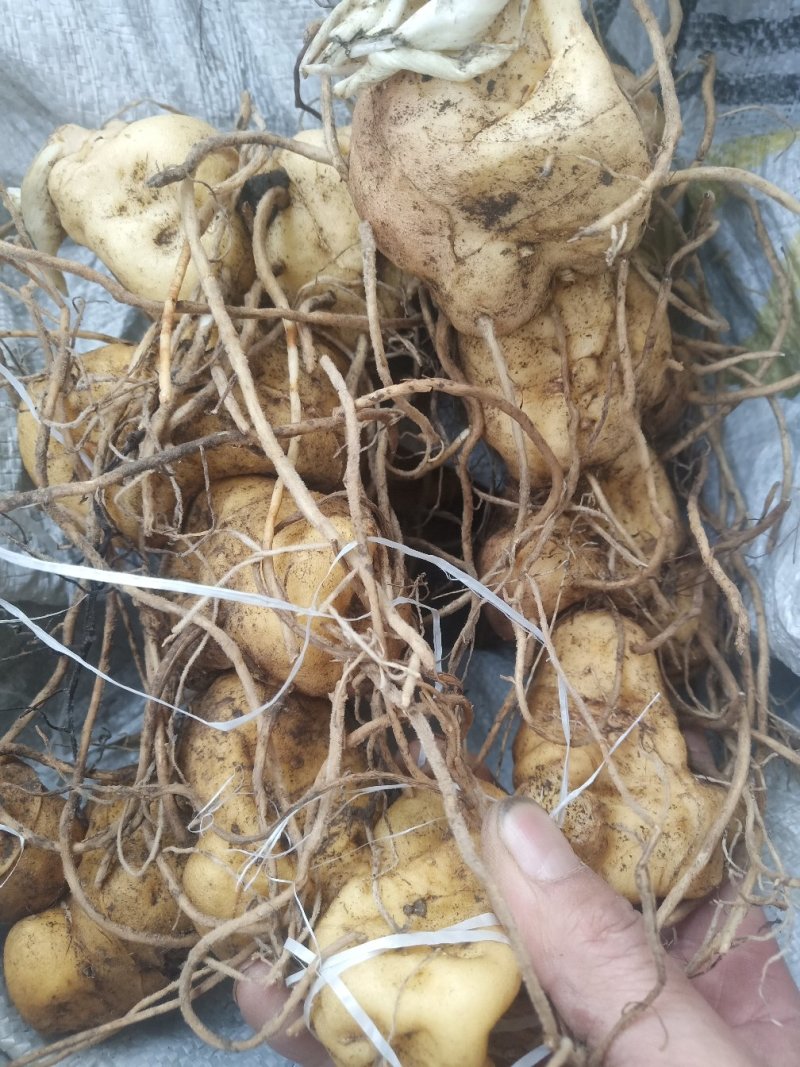 黄精姜型鸡头甜黄精种茎