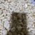 精品机打无芽杂交保鲜蒜米产地直供无中间商差价