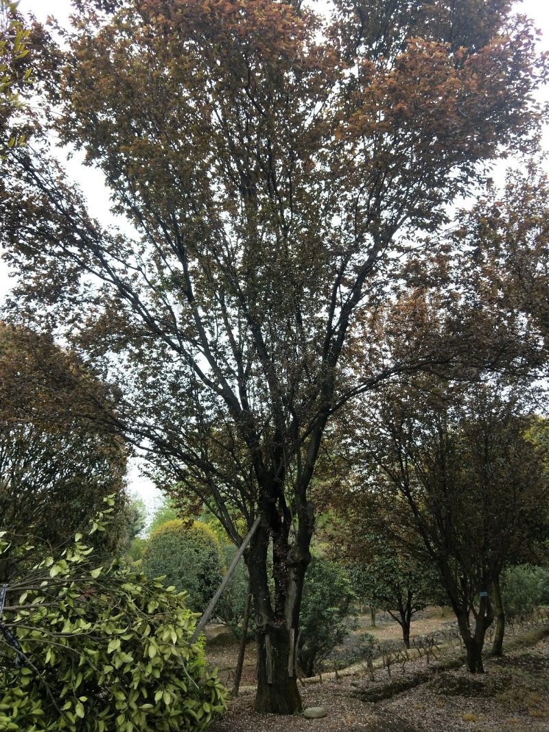 香泡