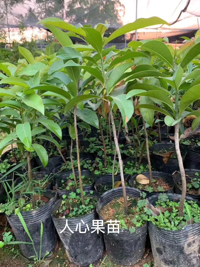 人参果苗人心果苗、水果热带少见人心果