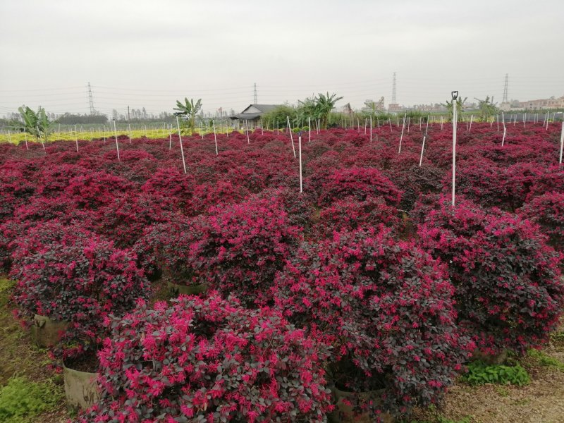 红花继木球