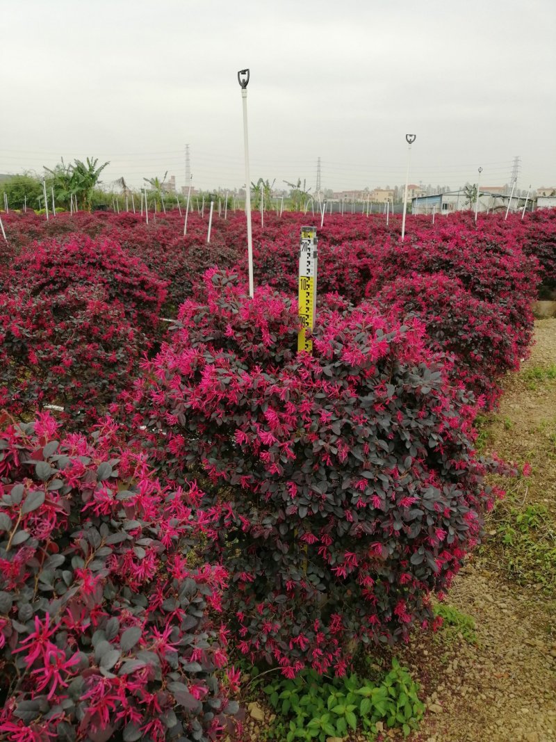 红花继木球