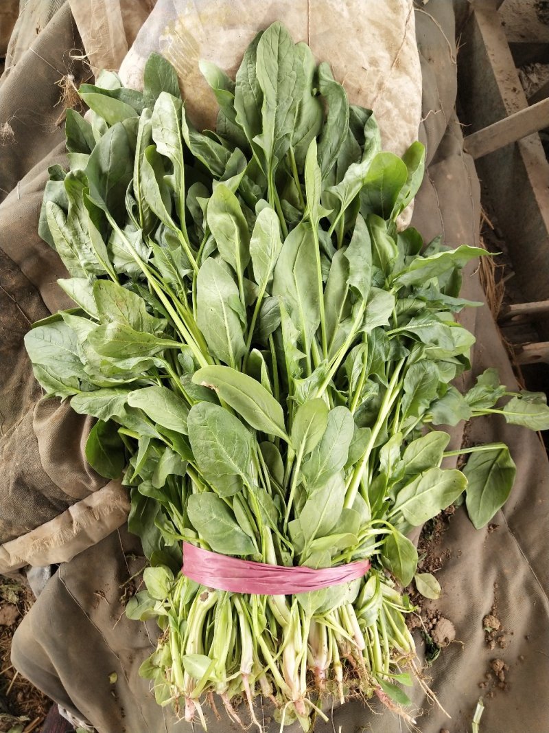 菠菜