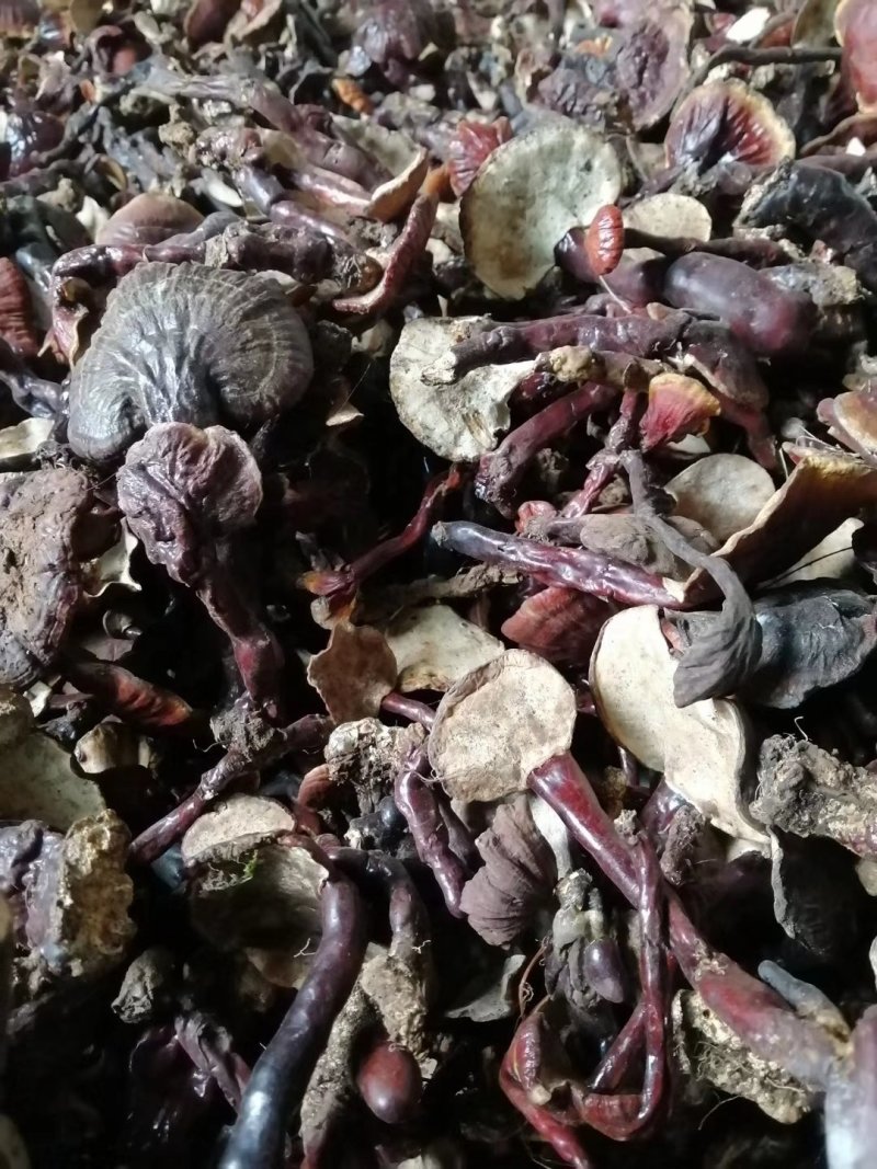 灵芝