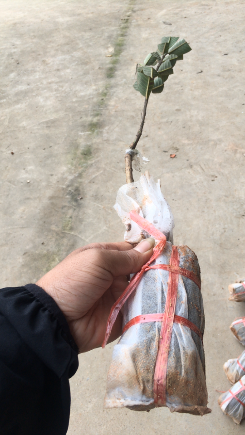 番石榴苗西瓜芭乐番石榴苗2年靓苗