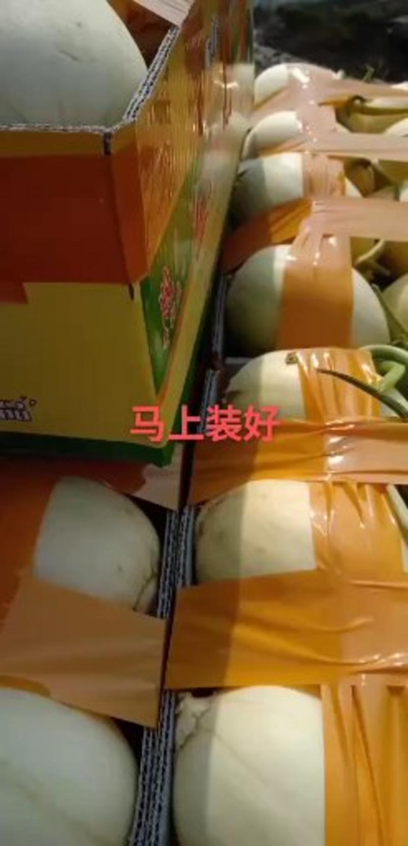 浙江台州东方蜜一号大量上市甜瓜代收代发产地直供