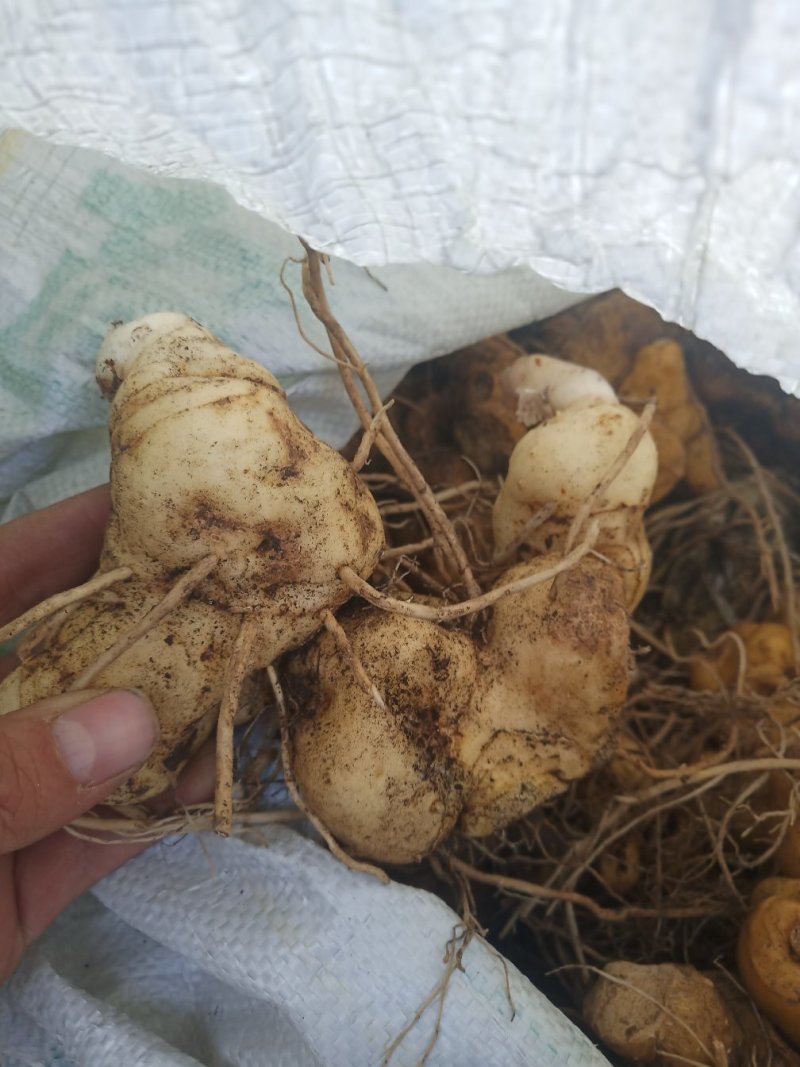 黄精姜型鸡头甜黄精种茎