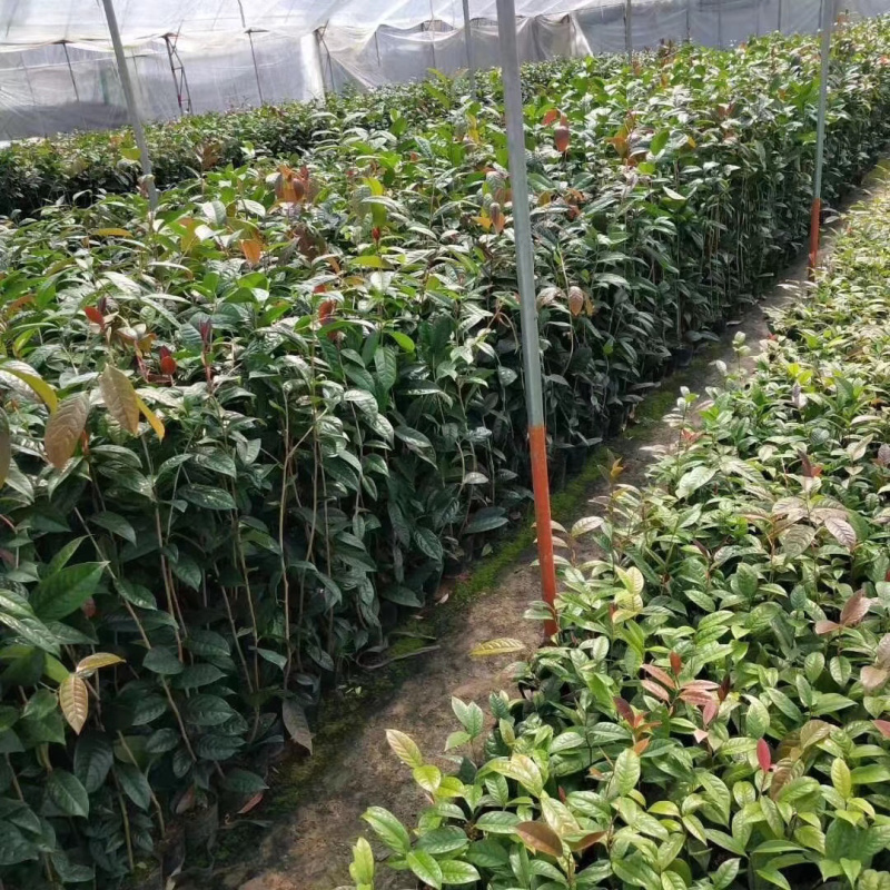 金花茶苗金花茶树苗苗子靓丽