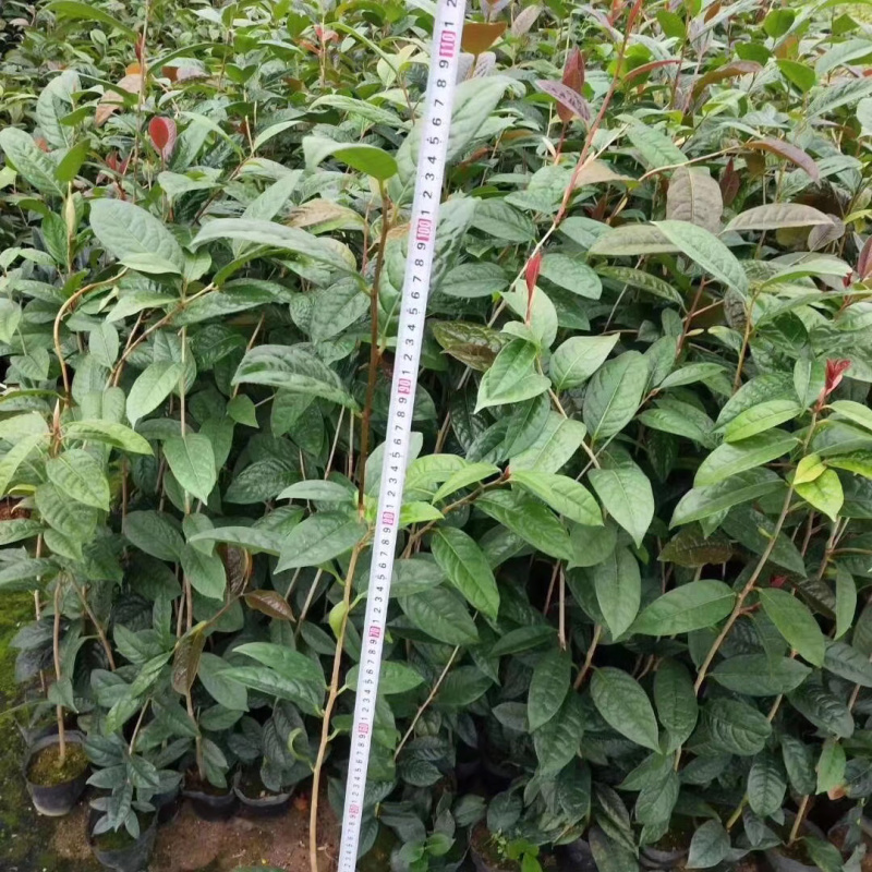 金花茶苗金花茶树苗苗子靓丽