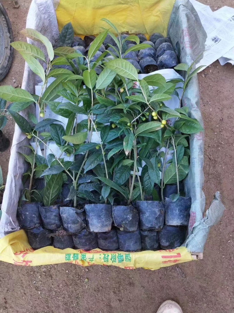 金花茶苗金花茶树苗苗子靓丽