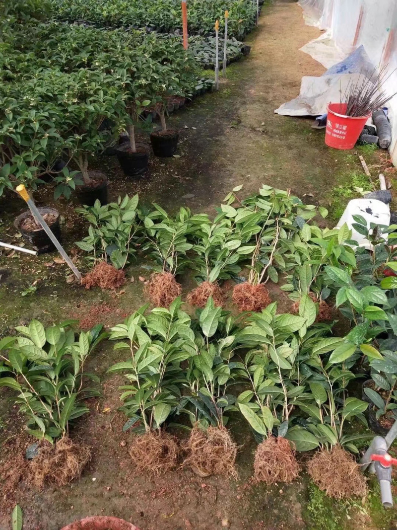 金花茶苗金花茶树苗苗子靓丽