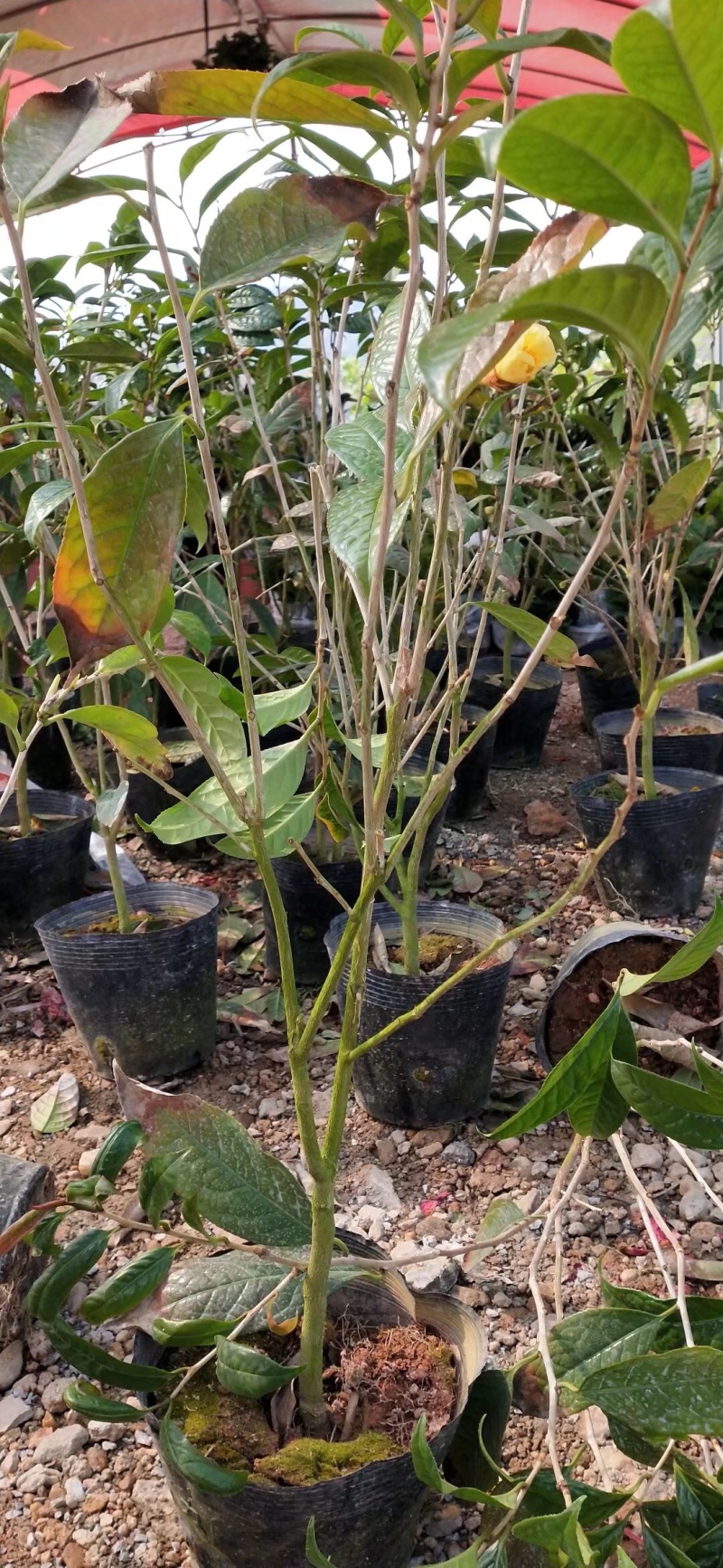 金花茶苗金花茶树苗苗子靓丽