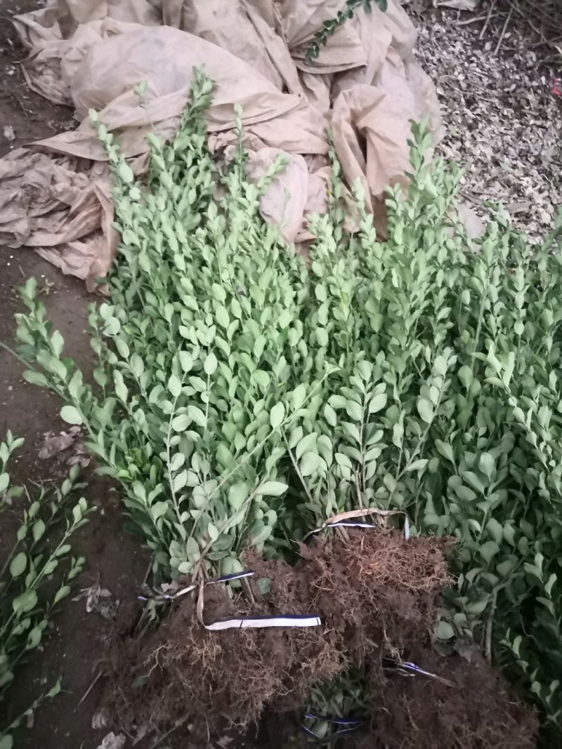 工程绿化苗卫矛苗四季常青绿化苗木地栽苗批发零售