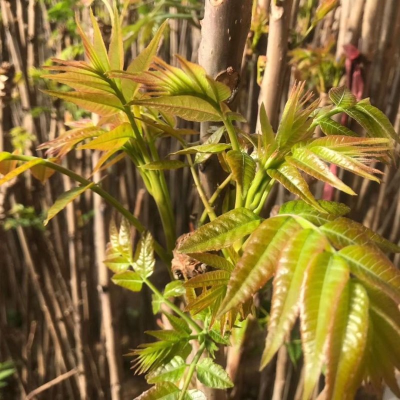 新鲜香椿芽，现摘现发，包邮到家！保鲜发货！