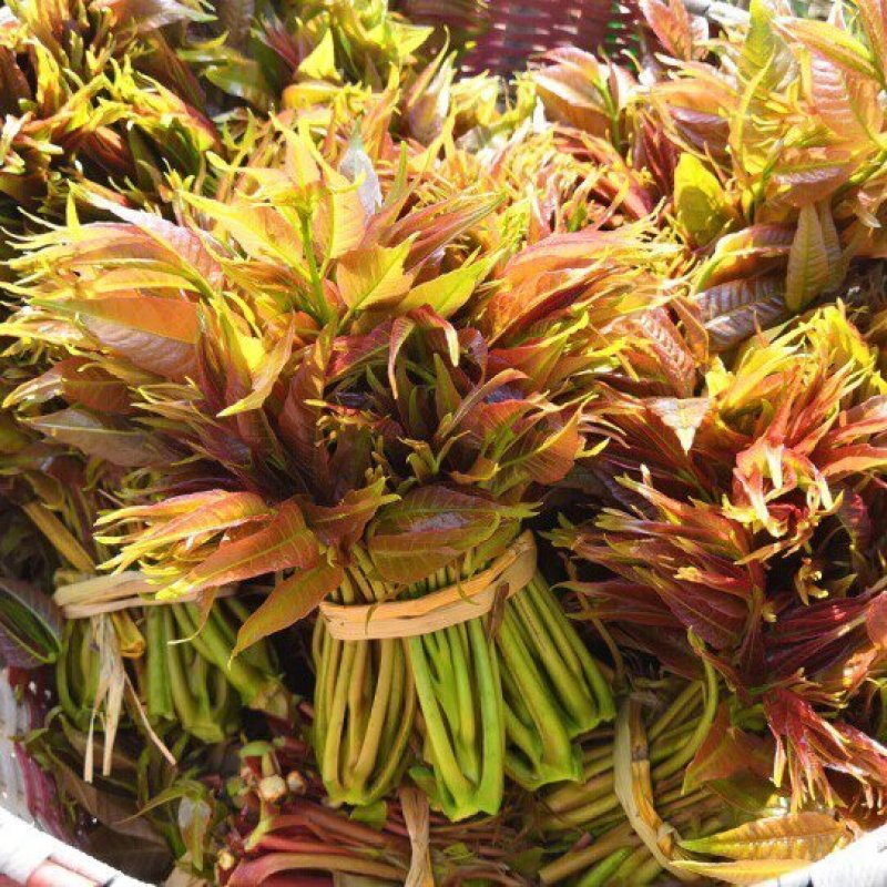 新鲜香椿芽，现摘现发，包邮到家！保鲜发货！