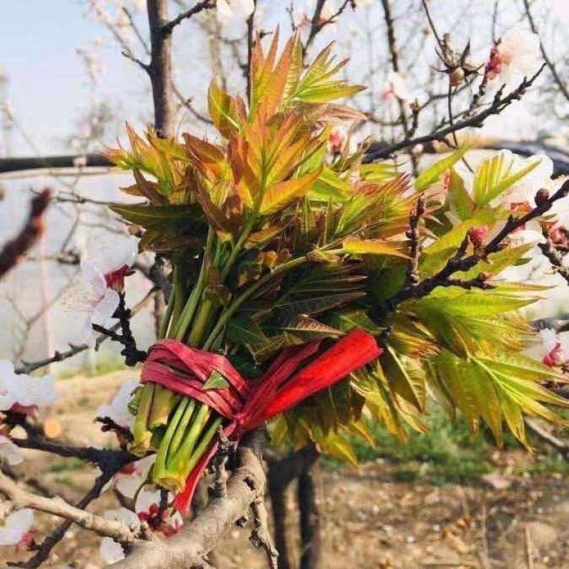 新鲜香椿芽，现摘现发，包邮到家！保鲜发货！