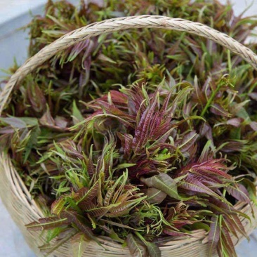 新鲜香椿芽，现摘现发，包邮到家！保鲜发货！