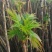 新鲜香椿芽，现摘现发，包邮到家！保鲜发货！