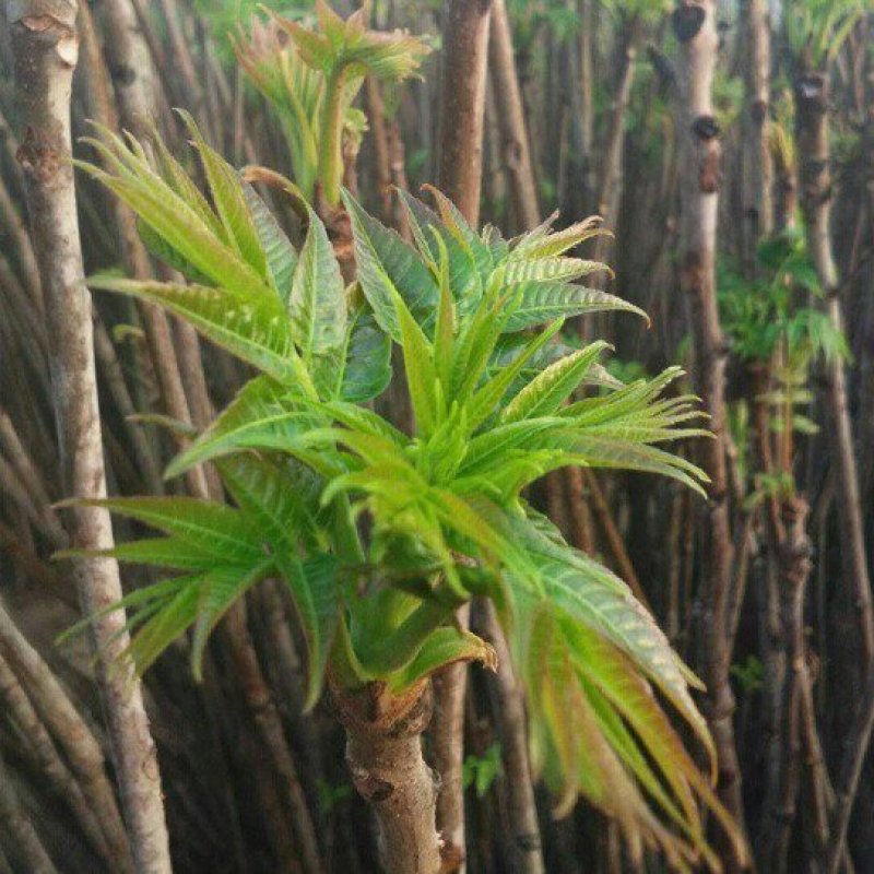 新鲜香椿芽，现摘现发，包邮到家！保鲜发货！