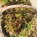 新鲜香椿芽，现摘现发，包邮到家！保鲜发货！