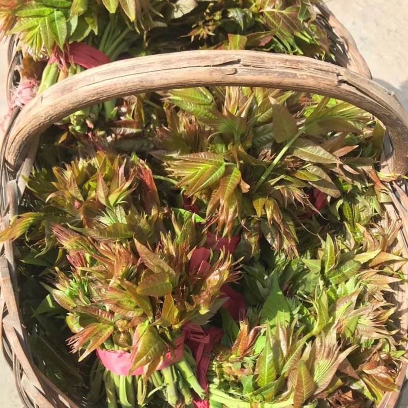 新鲜香椿芽，现摘现发，包邮到家！保鲜发货！