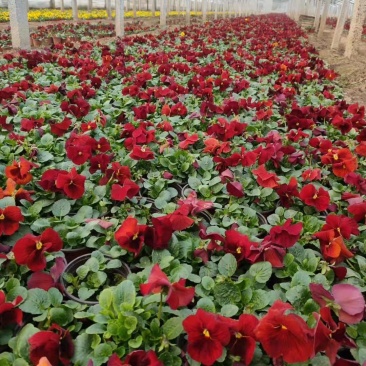 双色盆三色堇，各种规格草花苗木大量上市。基地直发。