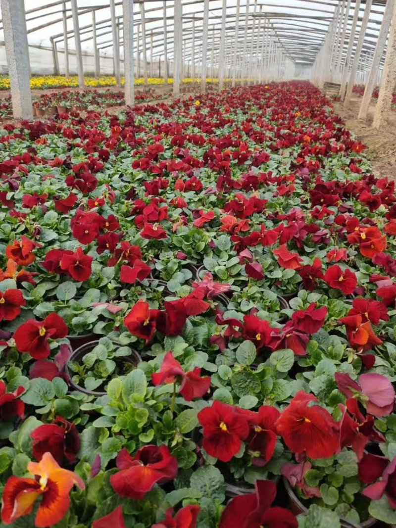 双色盆三色堇，各种规格草花苗木大量上市。基地直发。