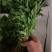 【辣椒苗】菜椒苗薄皮椒苗苏椒五号薄皮元帅品质保障