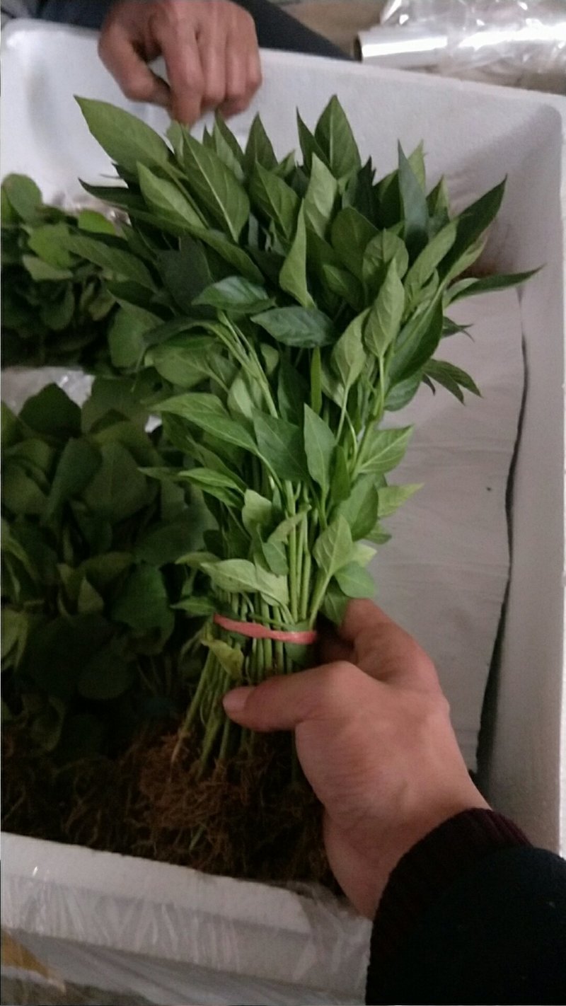 【辣椒苗】菜椒苗薄皮椒苗苏椒五号薄皮元帅品质保障