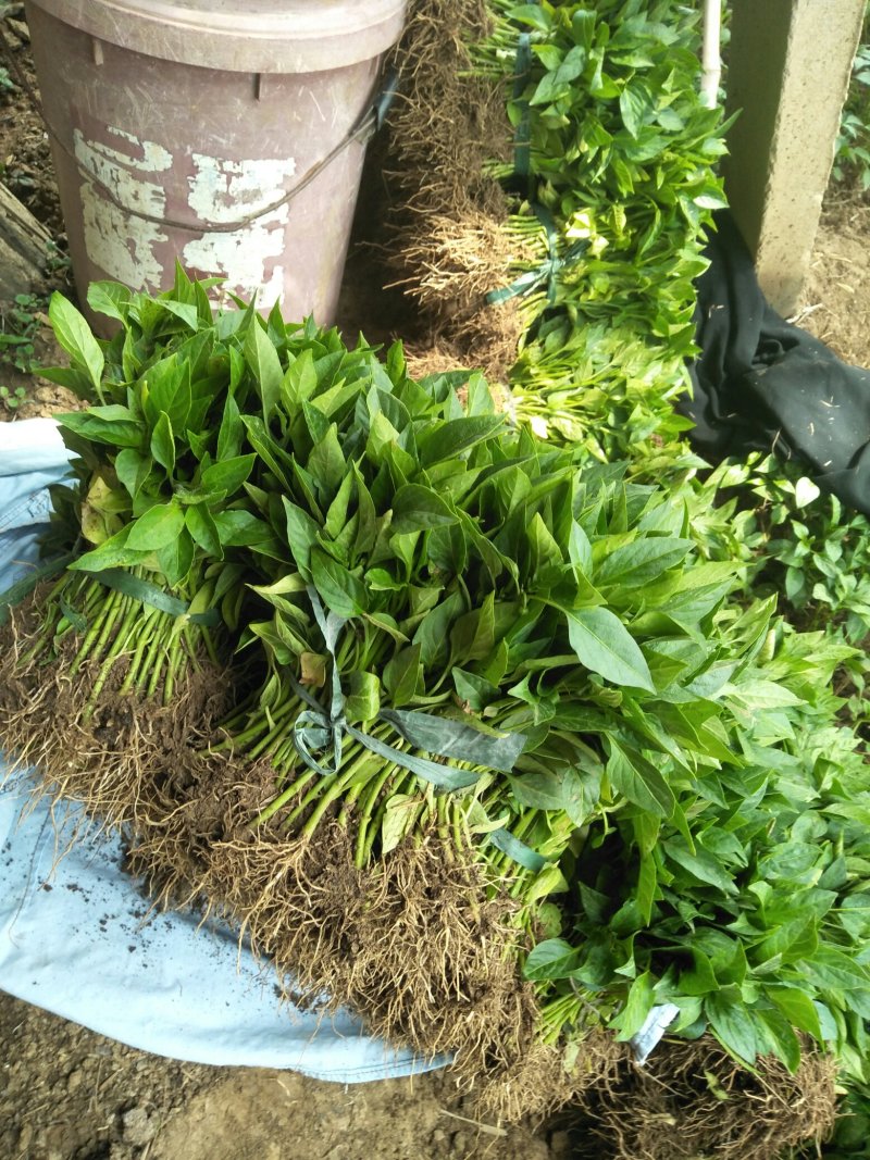 【辣椒苗】菜椒苗薄皮椒苗苏椒五号薄皮元帅品质保障